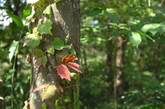 ちょっと秋、散歩