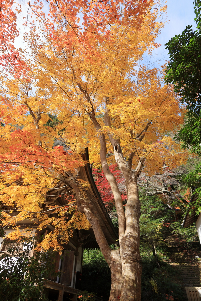 秋深まる室生寺