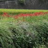 斑鳩の里　田園風景