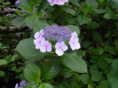 紫陽花が咲いた