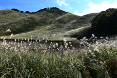ススキの山 ススキの山