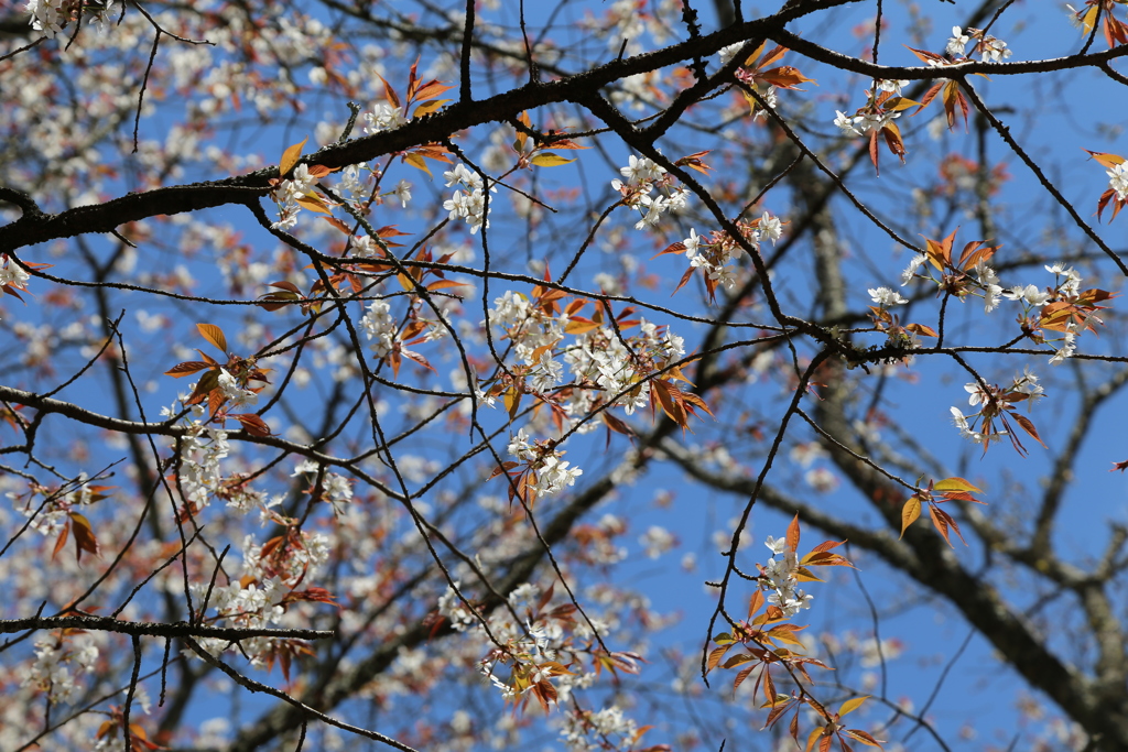 吉野桜