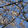 吉野桜