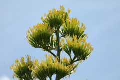 竜舌蘭の花