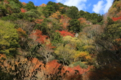 秋惜しむ　赤目四十八滝