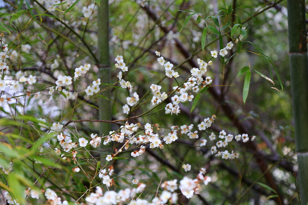 春待ち　長谷寺の花