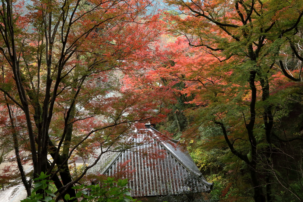 錦秋・長谷寺