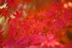 積田神社の紅葉