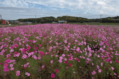 コスモスの花咲く