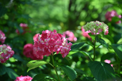 花の長谷寺
