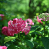 花の長谷寺