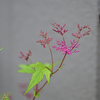 庭に咲く花
