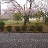 今朝の桜