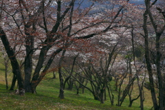 桜祭り