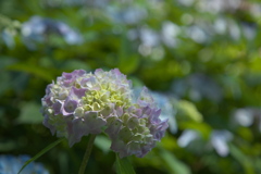 弥勒寺の紫陽花