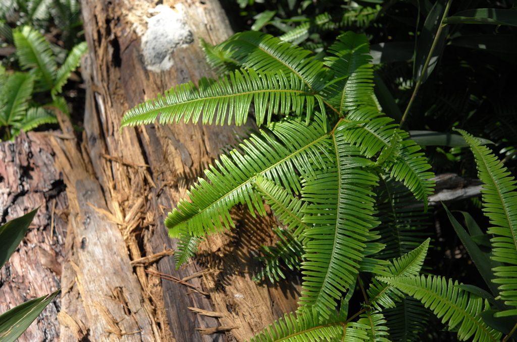 ちょっと秋、散歩