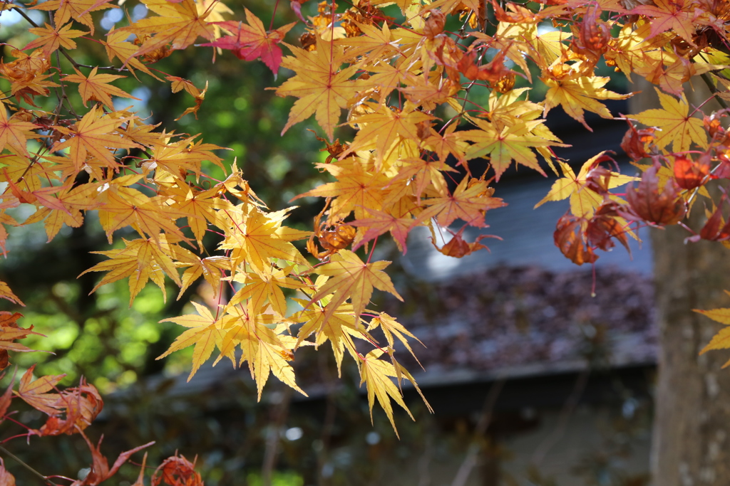 秋麗 室生寺