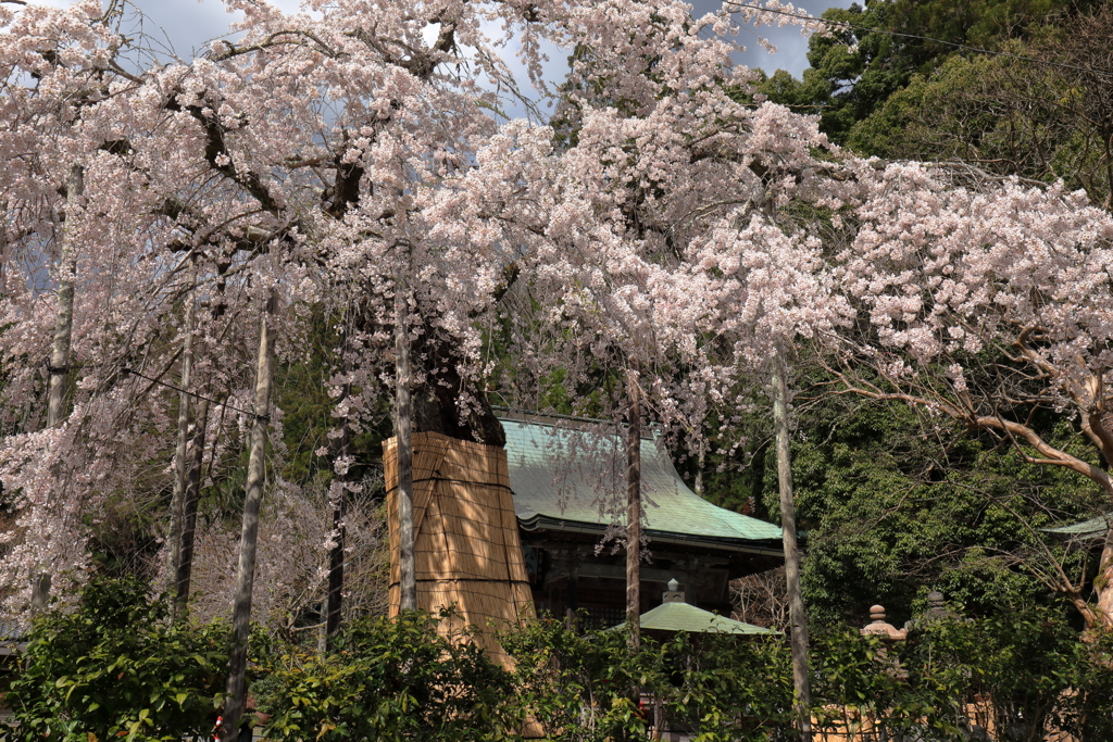 枝垂れ桜