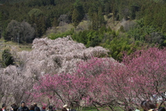 「又兵衛桜」