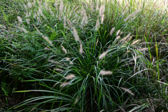 道端の草 道端の草