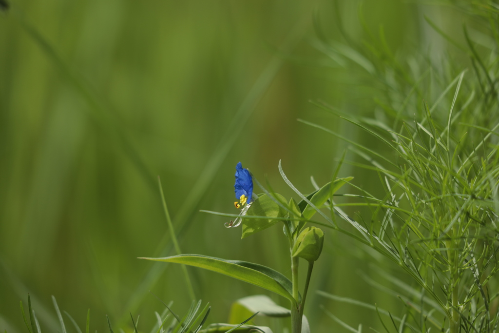 道草
