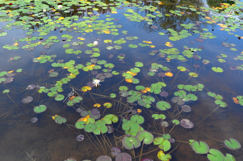 ちょっと秋、散歩