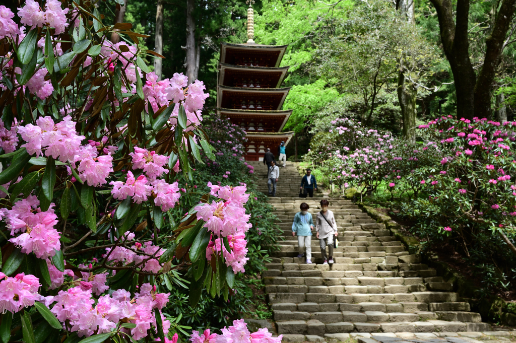 春めく室生寺