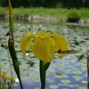 池の端の花