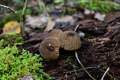 キノコの山 キノコの山