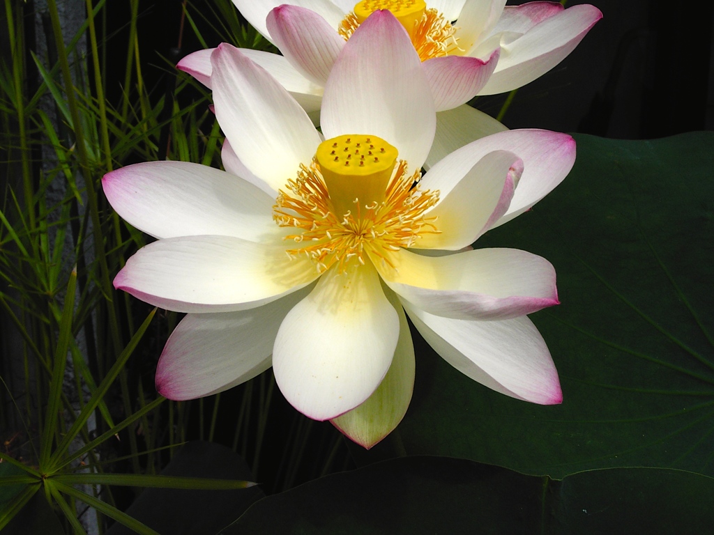 蓮の花が咲いています。