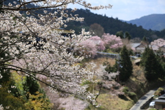 吉野桜