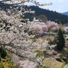 吉野桜