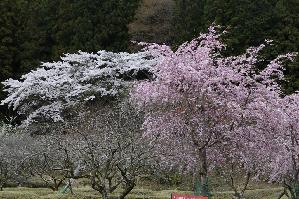 Pink & White