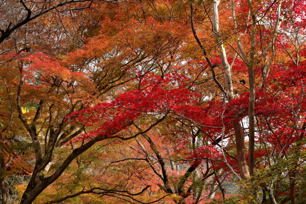 室生寺の秋