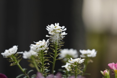 庭の春　白い小さい花