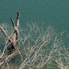 湖面の枯れ木