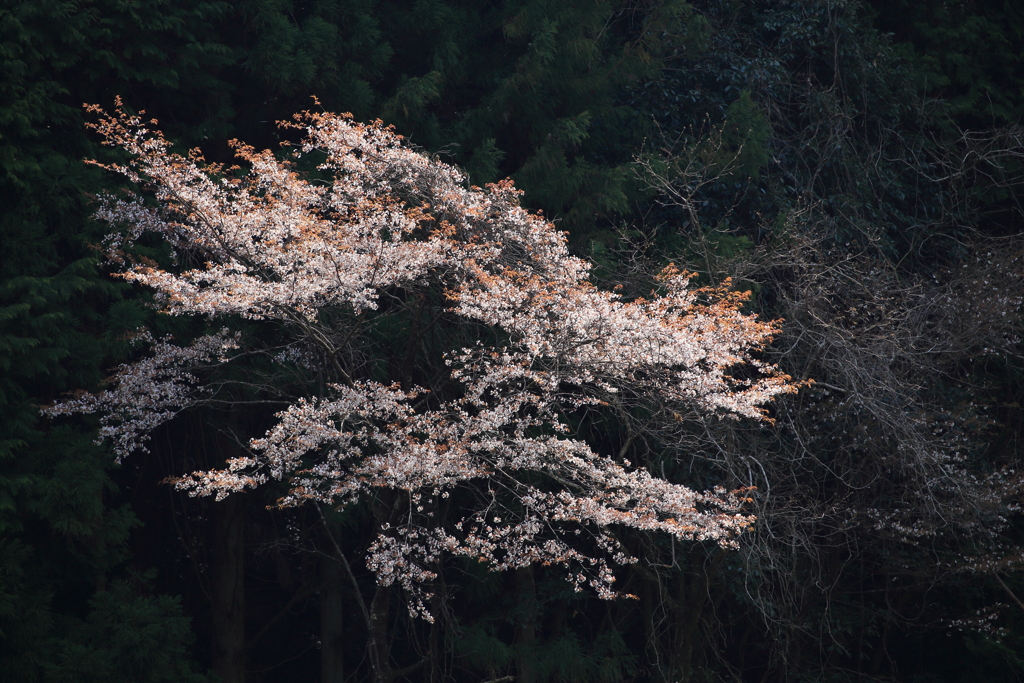 山桜