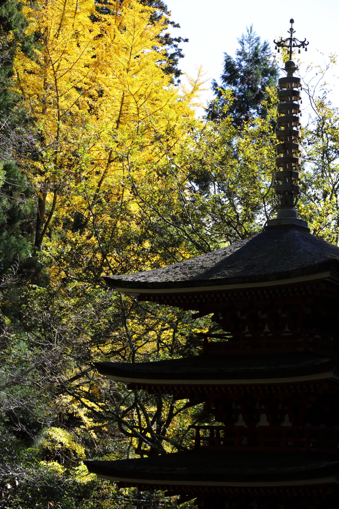 秋麗 室生寺