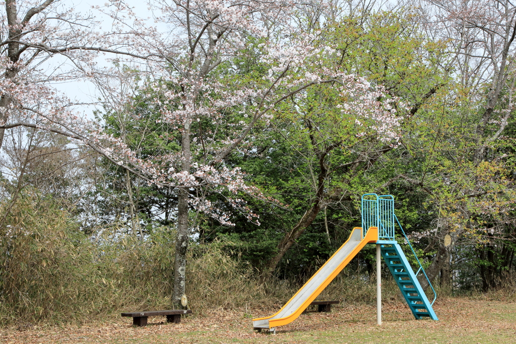 桜のある風景