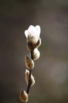 陽気に誘われて　コブシの花