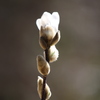 陽気に誘われて　コブシの花