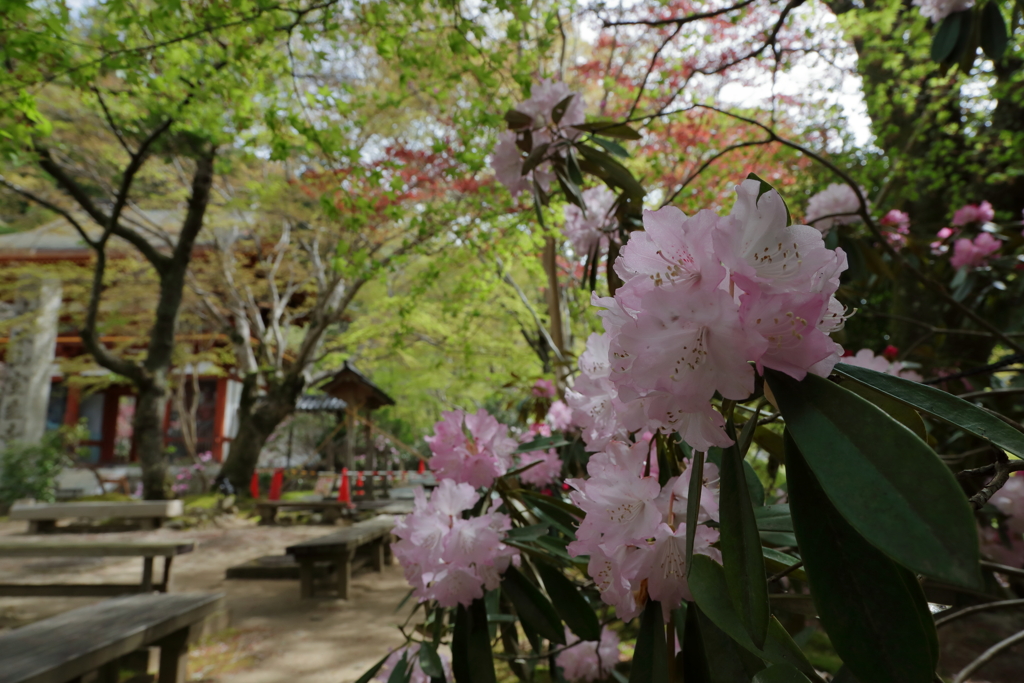 石楠花の寺