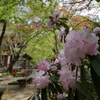 石楠花の寺