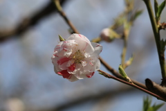 大阪城桃園