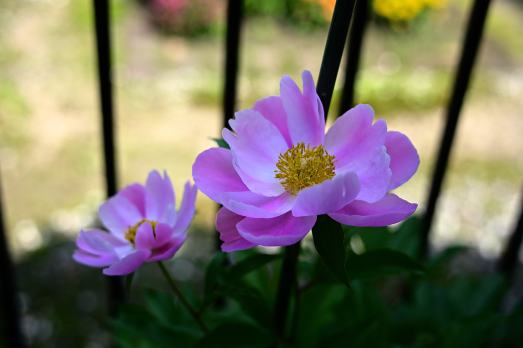 庭に咲く花