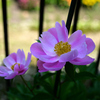 庭に咲く花