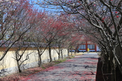 西の京へ梅見