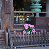 花の長谷寺