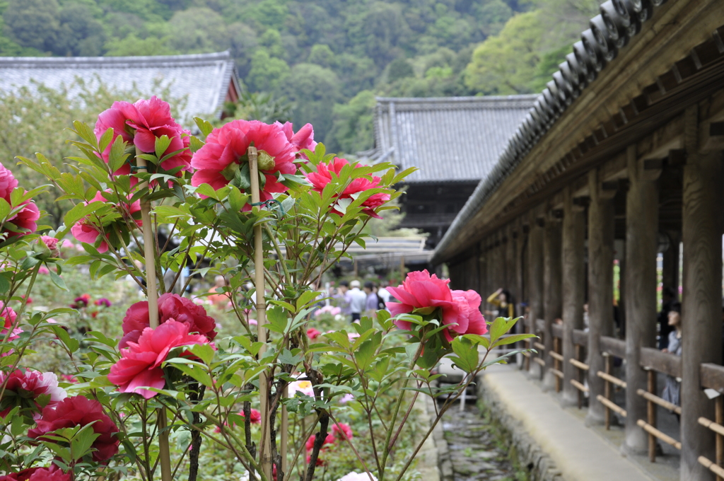 長谷寺の牡丹