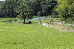 山の辺の道　秋早